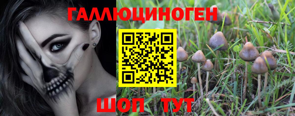 Карачаевск  Псилоцибиновые грибы ЛСД  купить наркотик  Вход с VPN 